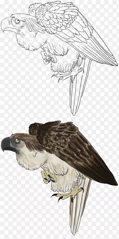 菲律宾秃鹰菲律宾鹰白尾鹰放大图