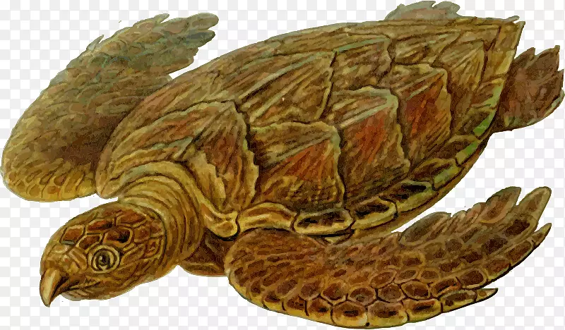 鹰嘴龟甲科革背海龟犁龟-海龟