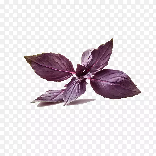 比斯托深蛋白石罗勒泰式菜肴紫色褶皱罗勒紫红色鲁宾罗勒