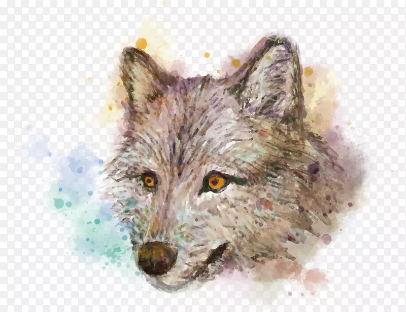 红狐狸，土狼，灰狼，野狼，狼鼻子-狐狸