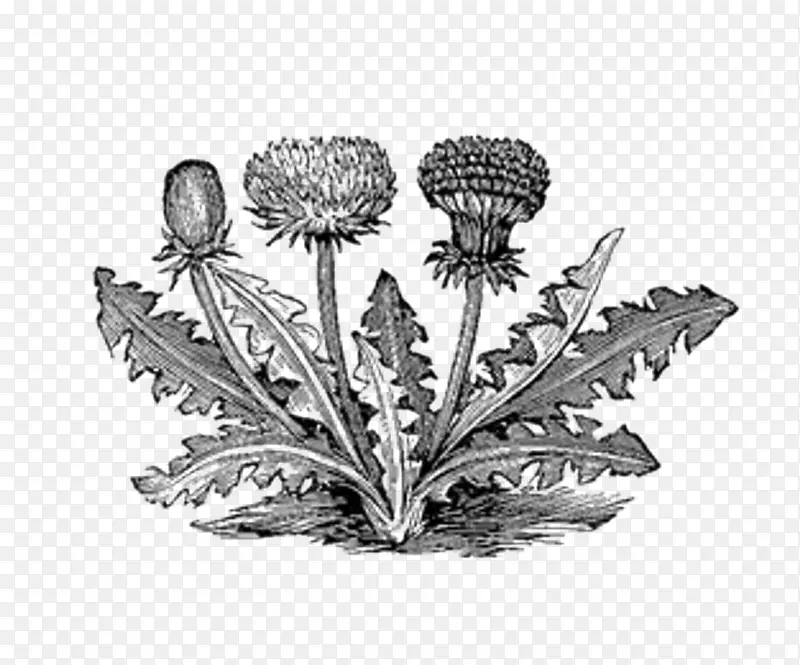 植物学插图画黑白花