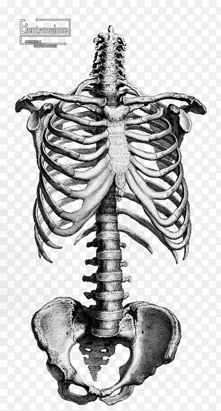 人体骨骼解剖学绘制骨骼