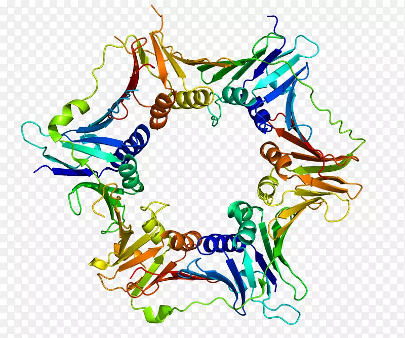 RAD 9a蛋白组细胞周期基因-蛋白质