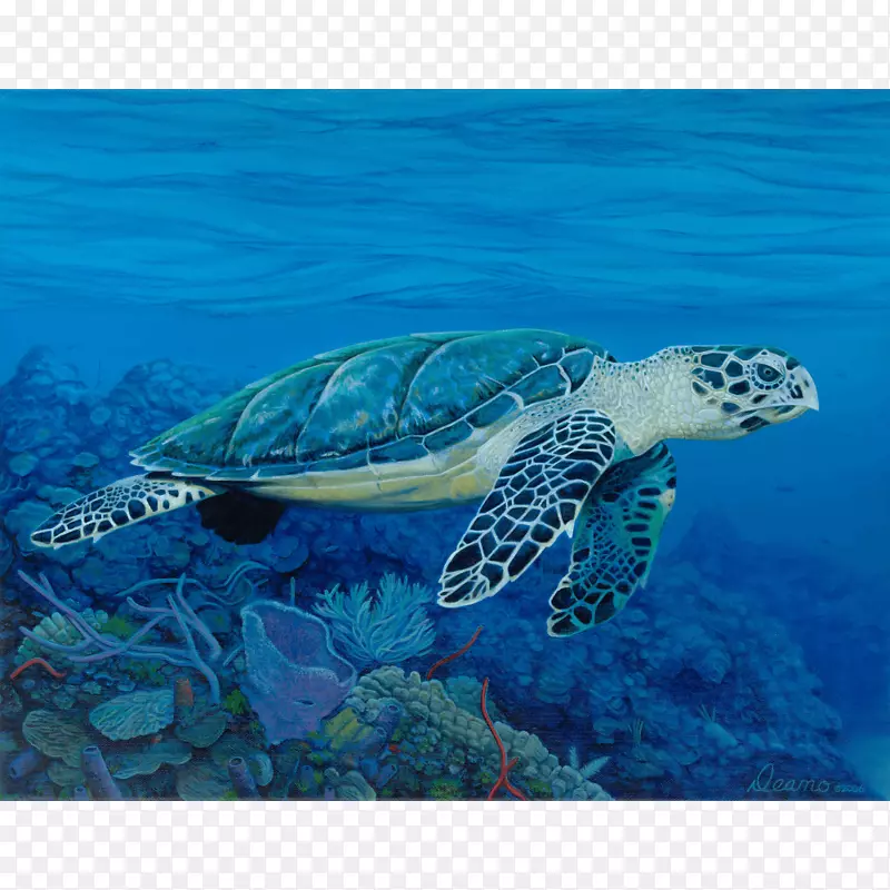 鹰嘴海龟爬行动物水生动物-海龟