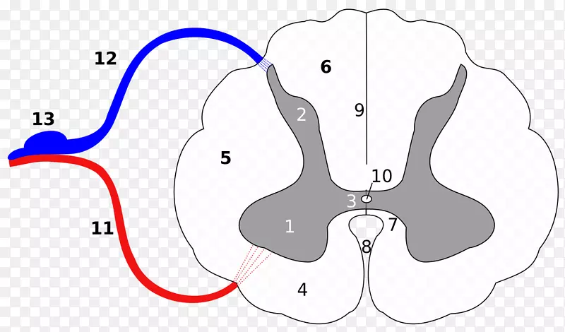 脊髓延髓，脊髓神经，前灰质，中央管-碳酸盐灰质
