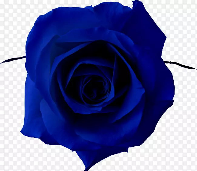 蓝色玫瑰剪贴画-荞麦面