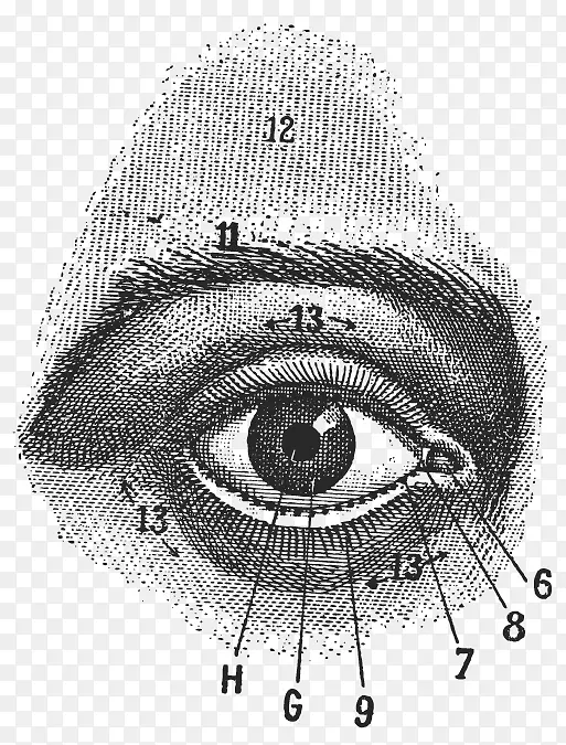 人眼素描解剖学摄影.眼睛