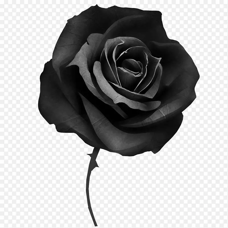 黑色玫瑰封面纹身桌面壁纸-玫瑰