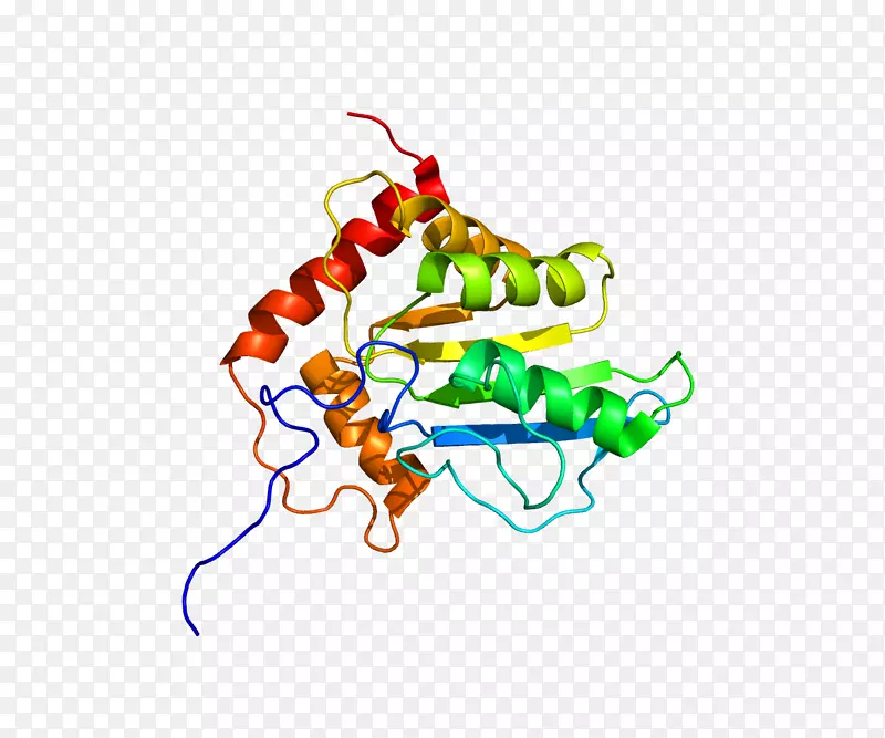 APOBEC3G蛋白结构