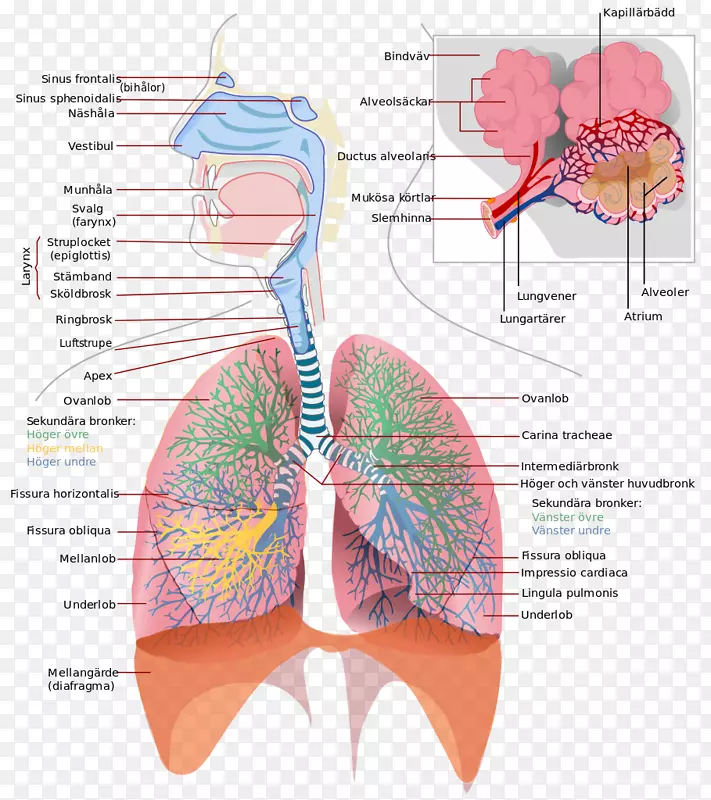 呼吸系统呼吸道呼吸肺人工呼吸