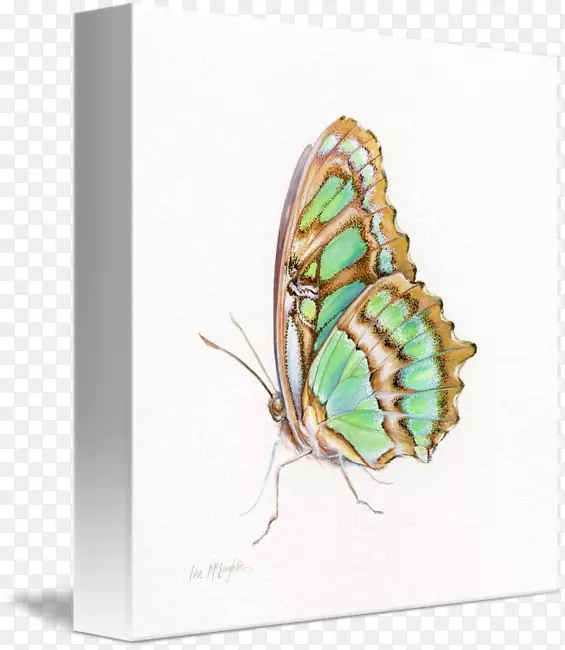 蝴蝶展画布艺术-亮丽的蝴蝶
