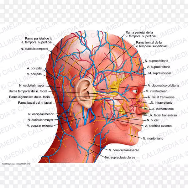 人体解剖生理学人体头部科学