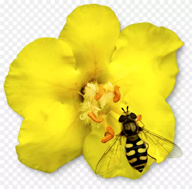 蜜蜂益虫动物昆虫