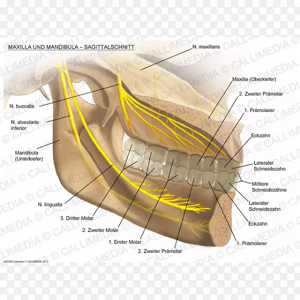 上颌神经下颌关节解剖