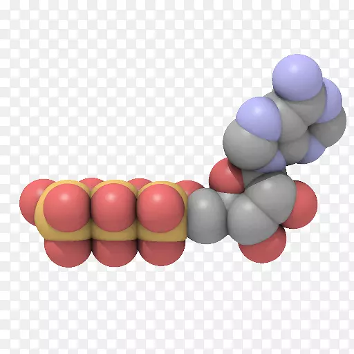 腺苷三磷酸能肌肉分子能量