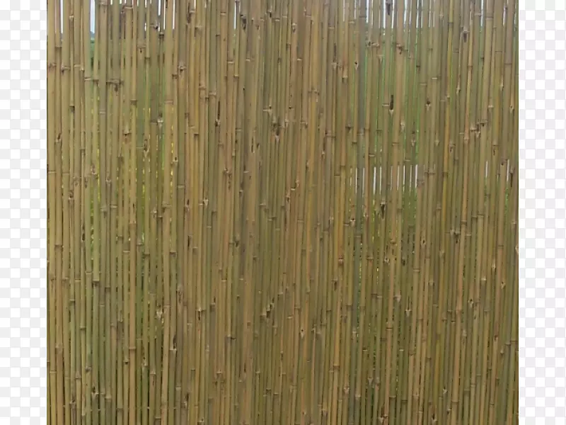 热带木本竹子，百叶竹，百叶窗帘和遮阳垫-竹子