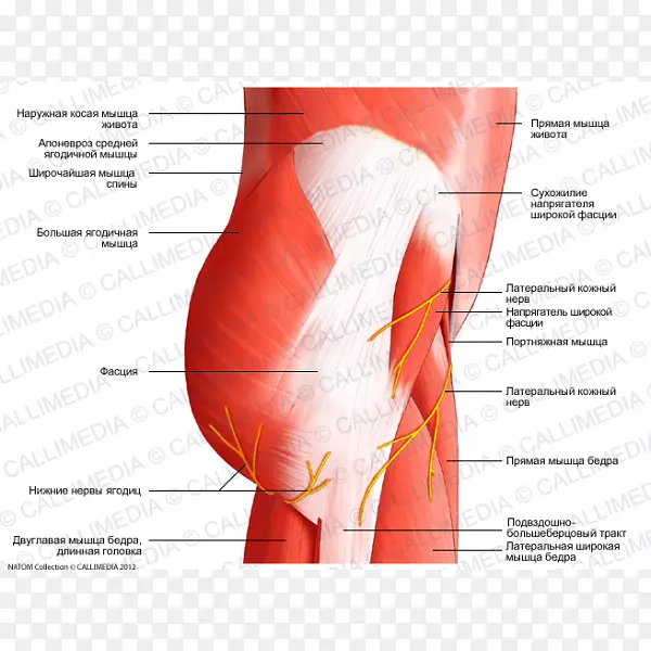 臀部肌肉系统骨盆-肌肉