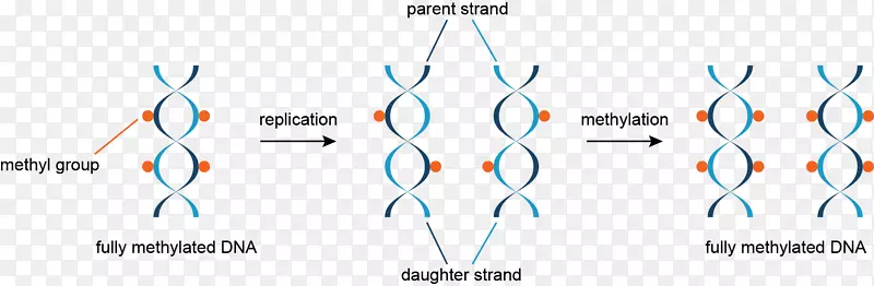 DNA甲基化：表观遗传学的基本机制