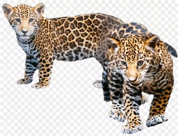美洲豹猎豹探索动物世界-美洲豹