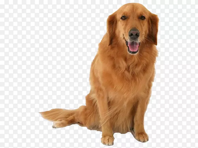 金毛猎犬西伯利亚哈士奇犬箱宠物-金毛猎犬