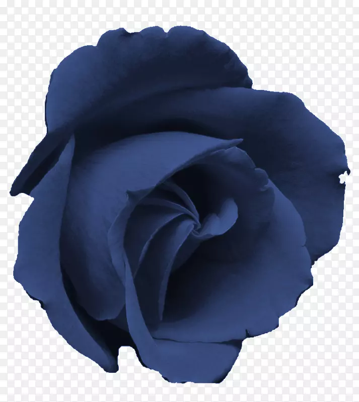 蓝玫瑰花园玫瑰花蜈蚣玫瑰-花