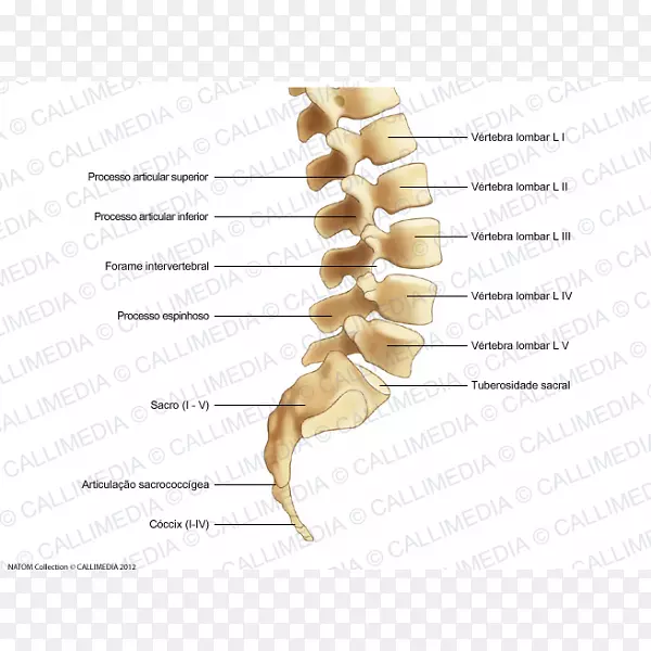 骨、腰椎、脊柱、骶骨尾骨