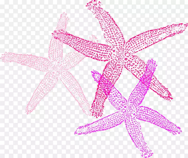 海星无脊椎动物剪贴画-海星