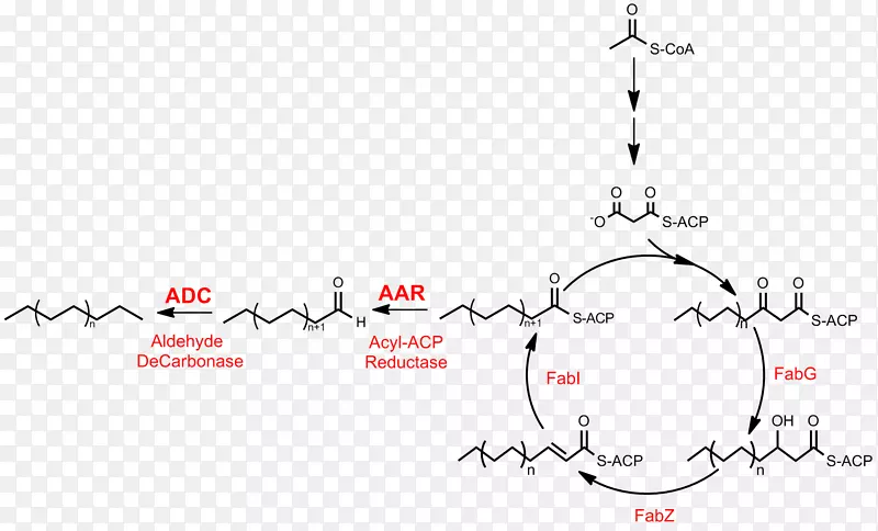 脂肪酸合成烷烃生物合成代谢途径
