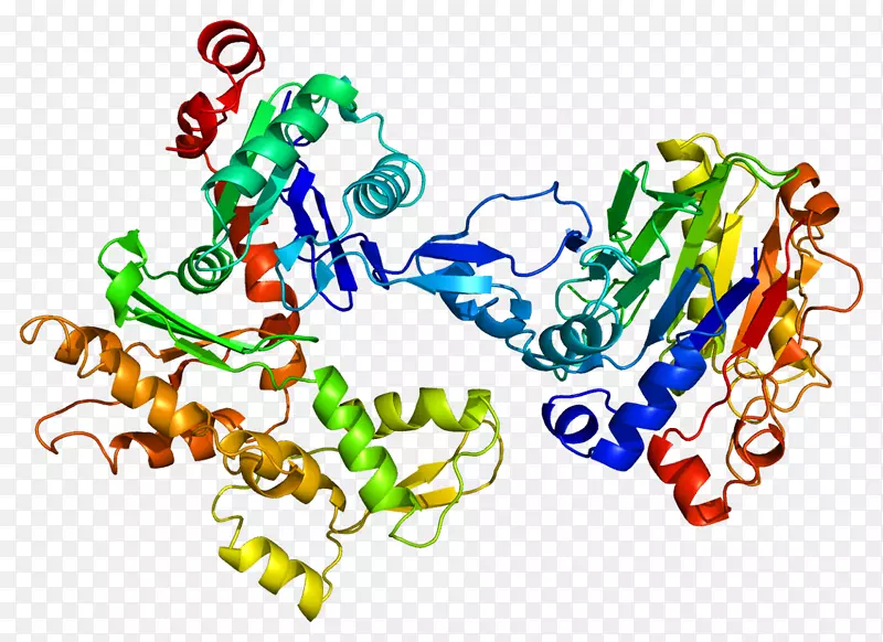β-actin acta 2蛋白结构-结构