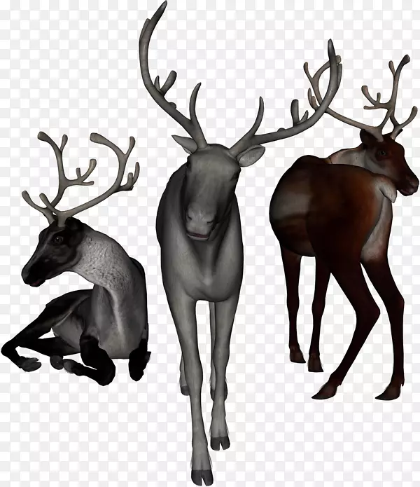 驯鹿，麋鹿，白尾鹿，驼鹿，驯鹿