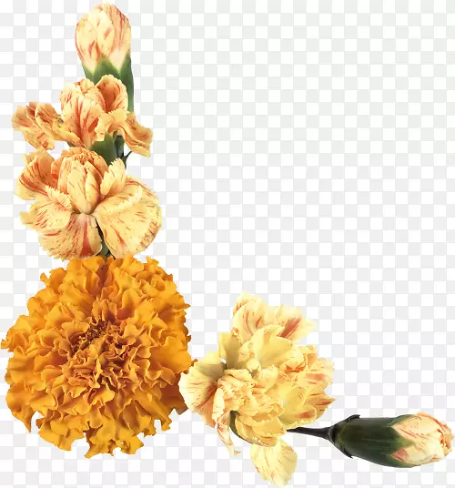 花卉无损压缩剪辑艺术-花卉