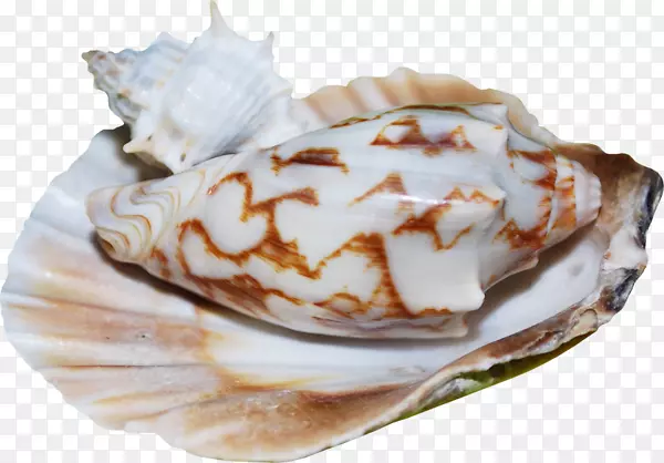 扇贝食品-贝壳