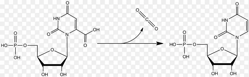 奥罗替丁5‘-磷酸脱羧酶奥罗替丁5’-单磷酸脱羧尿苷一磷酸核糖5-磷酸