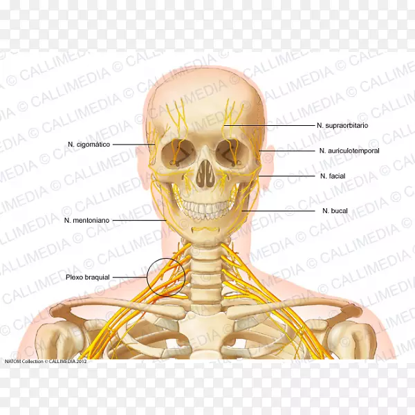 头颈解剖人骨骼头骨