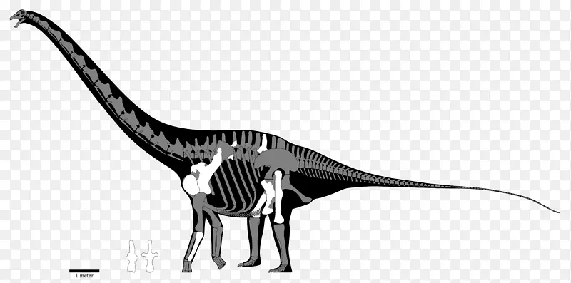 阿米可利亚恐龙大小的梁龙蜥脚类恐龙