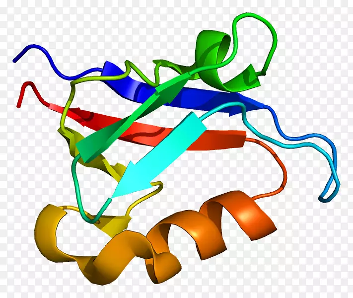 信号转导适配器蛋白淀粉样前体蛋白复合物PDZ结构域