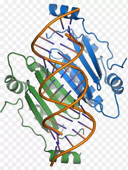 RNA沉默抑制基因p19重叠正感单链RNA病毒