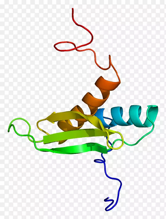 Dgcr 8微RNA结构茎环蛋白