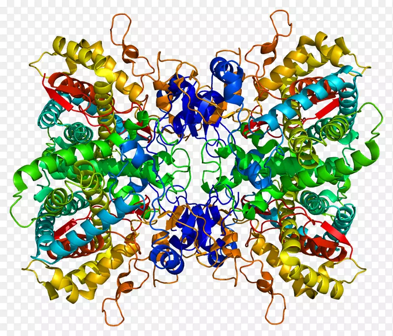 蛋白CYP2D6血红蛋白亚基Zeta结构生物学