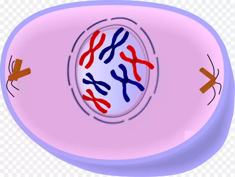 前期细胞分裂有丝分裂细胞周期中期