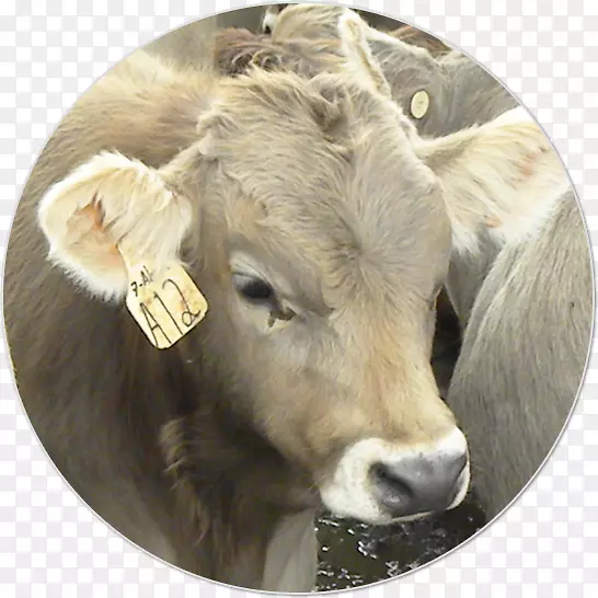 奶牛、夏洛莱牛、牲畜、畜牧业