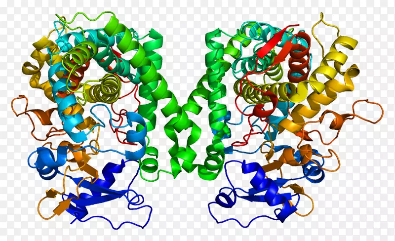 CYP2C8细胞色素P 450细胞色素c氧化酶基因CYP2C9