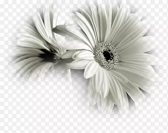 黑白花摄影-花