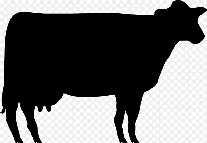 夏特恩安格斯牛，肉牛，赫里福德牛，泽西牛
