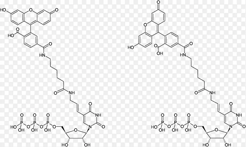 dUTP双磷酸酶氨基烯丙基核苷酸荧光