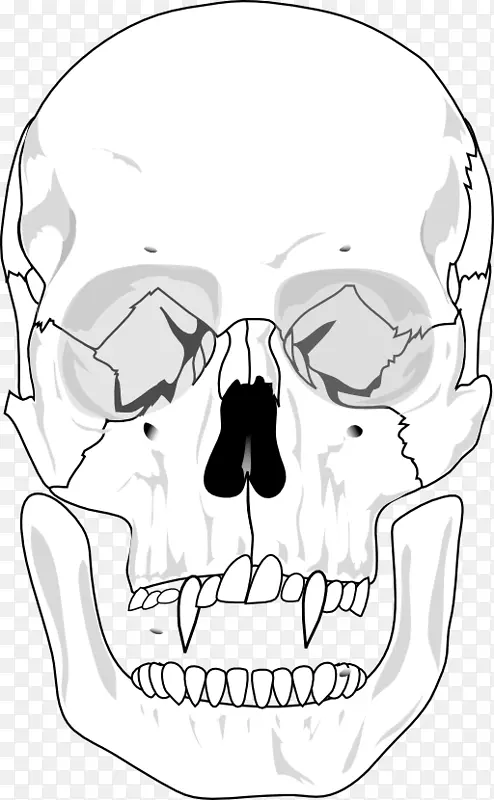 颅骨-颅骨解剖