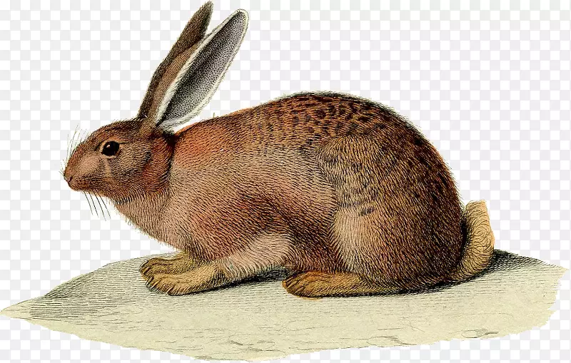 兔子复活节兔子欧洲野兔古董首饰-兔子