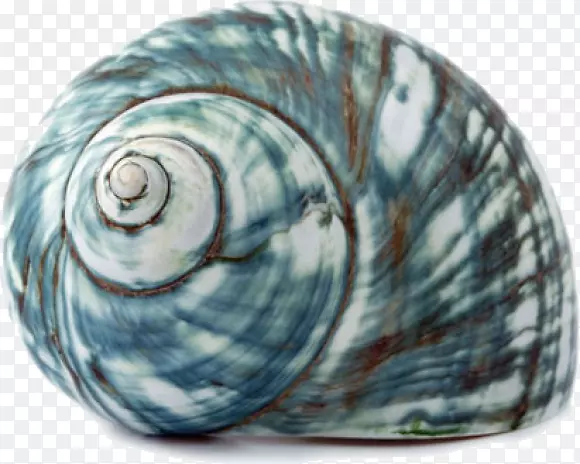 海蜗牛腹足类贝壳