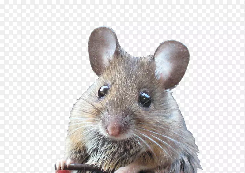 老鼠喜欢的老鼠宠物啮齿动物-老鼠