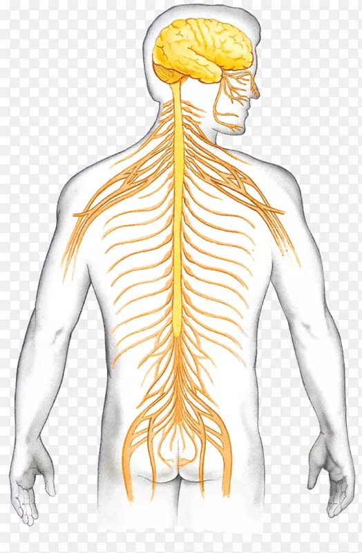 脊椎动物中枢神经系统神经元脊柱-脑